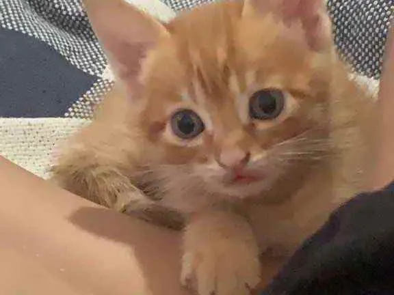 Gato raça sem raça  idade 2 a 6 meses nome sem nome