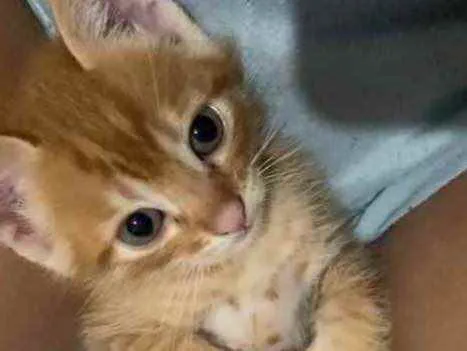 Gato raça sem raça  idade 2 a 6 meses nome sem nome