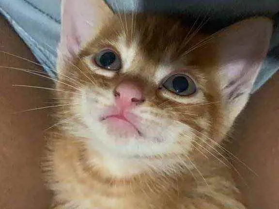 Gato raça sem raça  idade 2 a 6 meses nome sem nome
