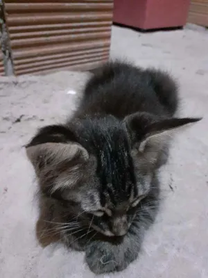 Gato raça Srd idade 2 a 6 meses nome Sem nome