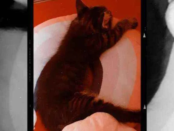 Gato ra a Srd idade 2 a 6 meses nome Sem nome