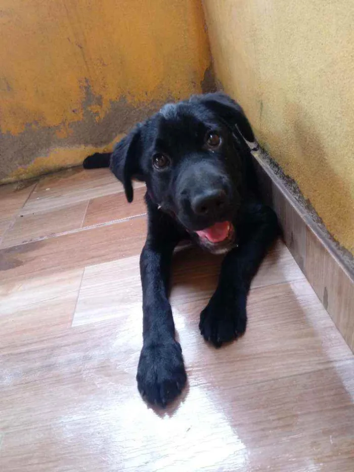 Cachorro raça Vira-lata com labrador idade 7 a 11 meses nome Yuki