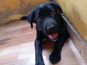 Cachorro raça Vira-lata com labrador idade 7 a 11 meses nome Yuki