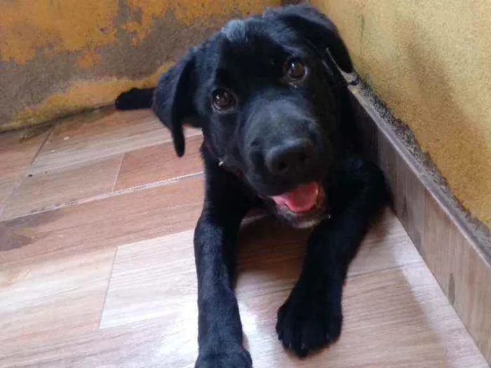 Cachorro raça Vira-lata com labrador idade 7 a 11 meses nome Yuki