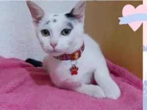 Gato raça Srd idade 2 a 6 meses nome Kiara