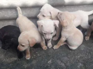 Cachorro raça Vira lata idade Abaixo de 2 meses nome Sem nome