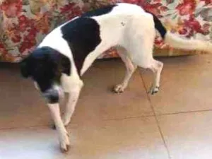 Cachorro raça pinch com salsicha idade 2 a 6 meses nome Cindi