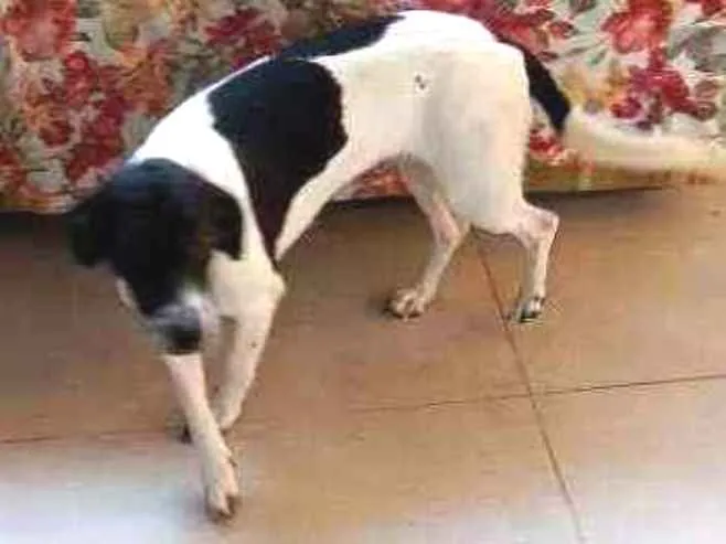 Cachorro ra a pinch com salsicha idade 2 a 6 meses nome Cindi