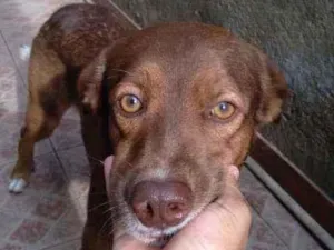 Cachorro raça Vira lata idade 1 ano nome Faisca