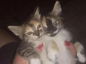 Gato raça Indefinido idade Abaixo de 2 meses nome Não tem