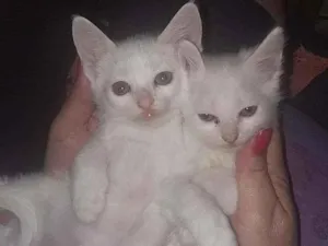 Gato raça Indefinido idade Abaixo de 2 meses nome Não tem