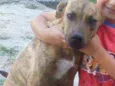 Brutus
