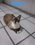 Zara /Princesa/Negão