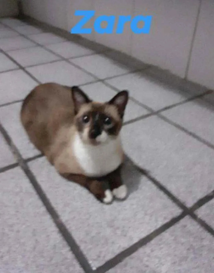 Gato raça ? idade 1 ano nome Zara /Princesa/Negão