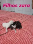 Zara /Princesa/Negão