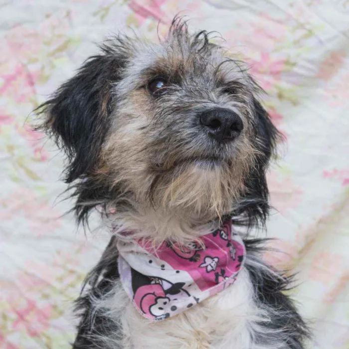 Cachorro ra a SRD idade 2 anos nome Violeta 