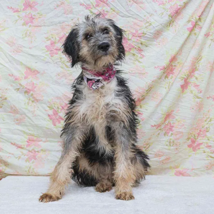 Cachorro ra a SRD idade 2 anos nome Violeta 