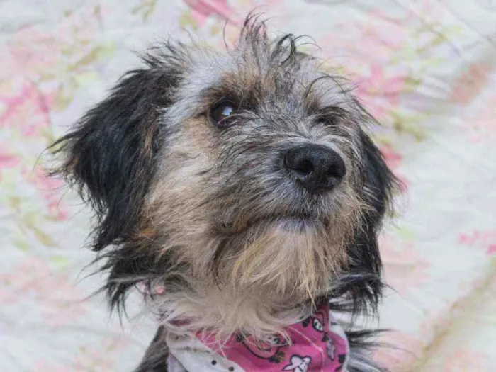 Cachorro ra a SRD idade 2 anos nome Violeta 