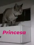 Zara /Princesa/Negão