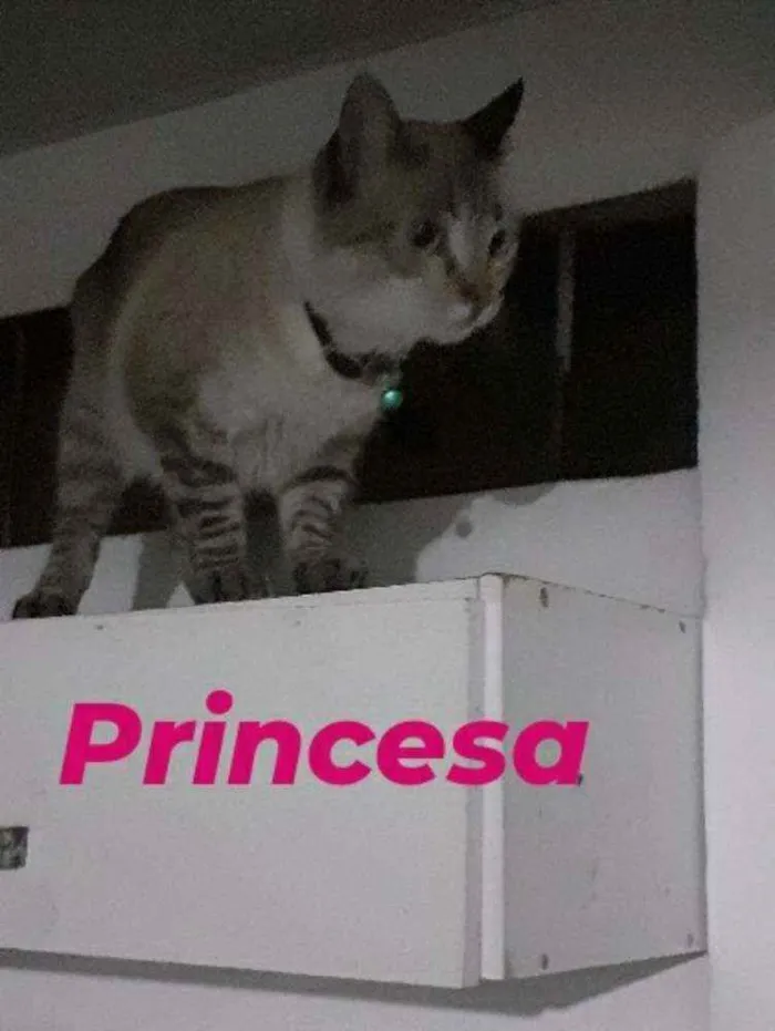 Gato raça ? idade 1 ano nome Zara /Princesa/Negão