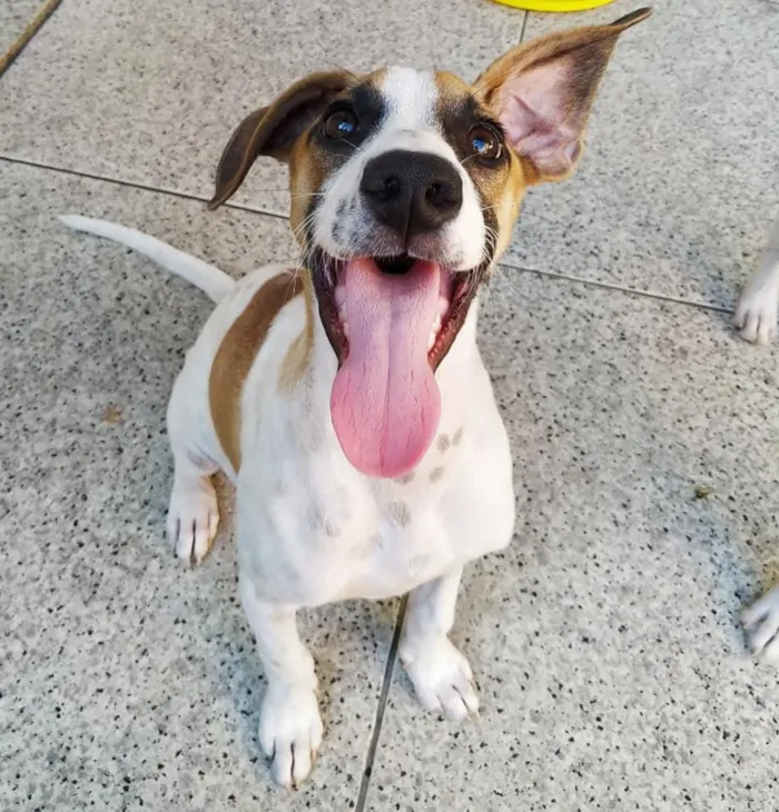 Cachorro ra a SRD-ViraLata idade 2 a 6 meses nome Nino e Pipoca