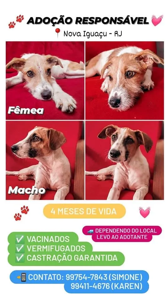 Cachorro ra a SRD-ViraLata idade 2 a 6 meses nome Nino e Pipoca