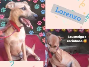 Cachorro raça SRD-ViraLata idade 2 a 6 meses nome LORENZO