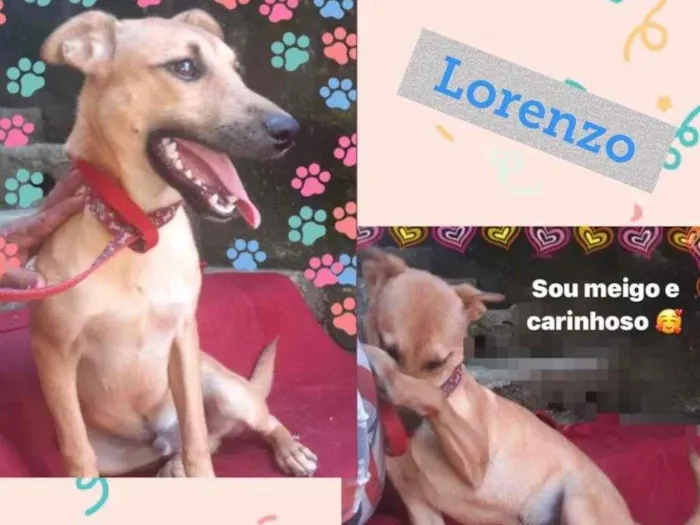 Cachorro ra a SRD-ViraLata idade 2 a 6 meses nome LORENZO
