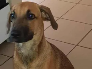 Cachorro raça SRD-ViraLata idade 7 a 11 meses nome Buddy