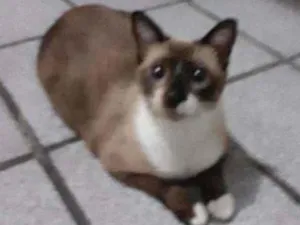 Gato raça ? idade 1 ano nome Zara /Princesa/Negão