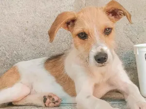 Cachorro raça SRD-ViraLata idade 2 a 6 meses nome Nino e Pipoca