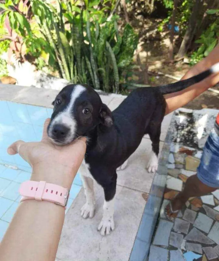 Cachorro ra a SRD idade 2 a 6 meses nome Filo