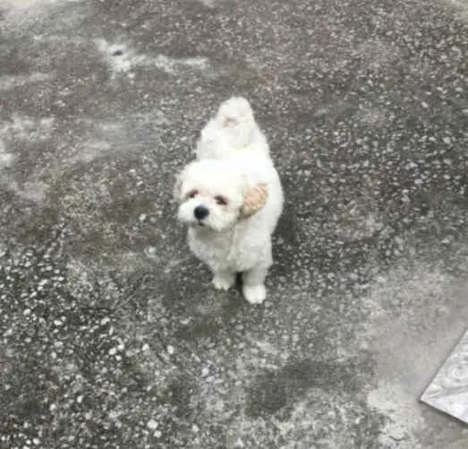 Cachorro raça Lhasa  idade 5 anos nome Dulliy 