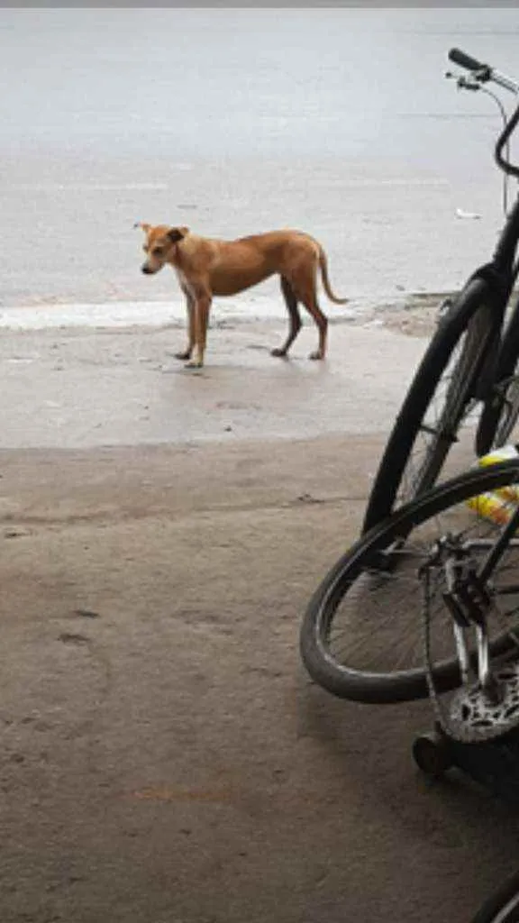 Cachorro ra a Virá-lata  idade 7 a 11 meses nome Amora 