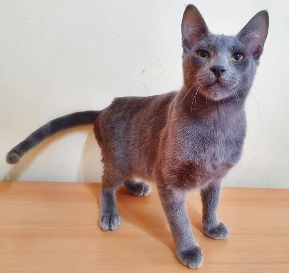 Gato raça SRD-ViraLata idade 2 a 6 meses nome MENINO AZUL