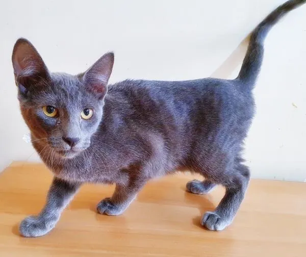 Gato raça SRD-ViraLata idade 2 a 6 meses nome MENINO AZUL