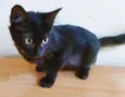 Gato raça SRD-ViraLata idade  nome MILENE BLACK