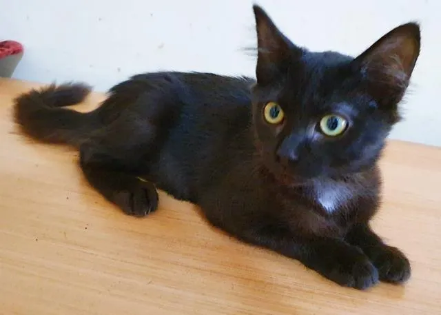 Gato raça SRD-ViraLata idade  nome MILENE BLACK