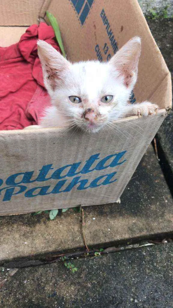 Gato ra a - idade Abaixo de 2 meses nome Batata