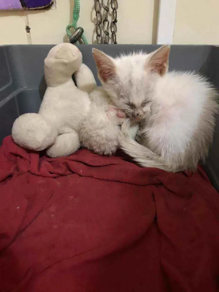 Gato ra a - idade Abaixo de 2 meses nome Batata