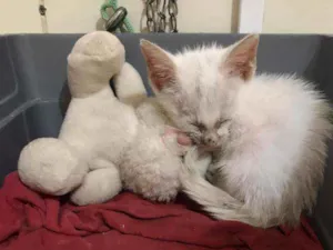 Gato raça - idade Abaixo de 2 meses nome Batata