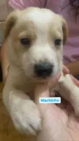 Filhotinhos