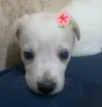 Filhotinhos