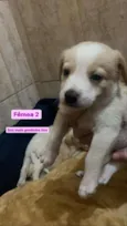 Filhotinhos
