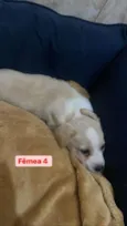 Filhotinhos