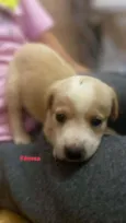 Filhotinhos