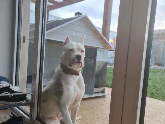 Cachorro ra a Dogue argentino  idade 2 anos nome Kira