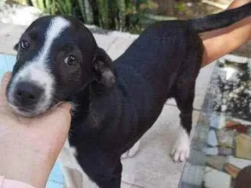 Cachorro ra a SRD idade 2 a 6 meses nome Filo