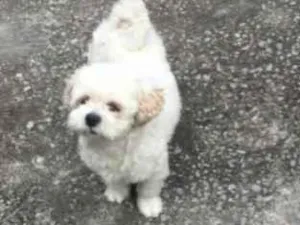 Cachorro raça Lhasa  idade 5 anos nome Dulliy 