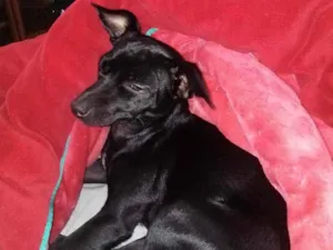 Cachorro raça Sdr idade 1 ano nome Lua